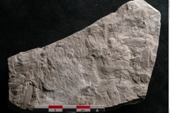 Foto (Detailansicht) von Dictyopteris brongniarti Gutb. (NHMW-GEO-2024-0188-10771)